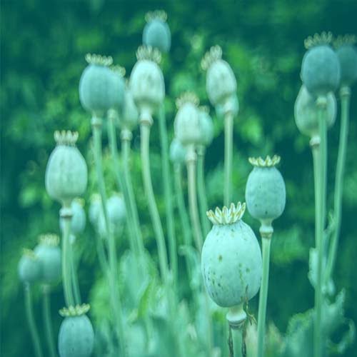 Mengenal-Tumbuhan-Bernama-Opium-dan-Efek-Penggunaannya