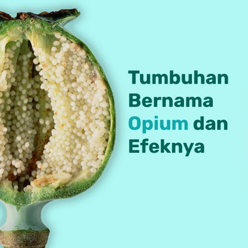 Mengenal Tumbuhan Bernama Opium dan Efek Penggunaannya